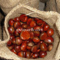 Κινέζικα φρούτα φρούτων καστανιάς Dandong είδη κάστανα